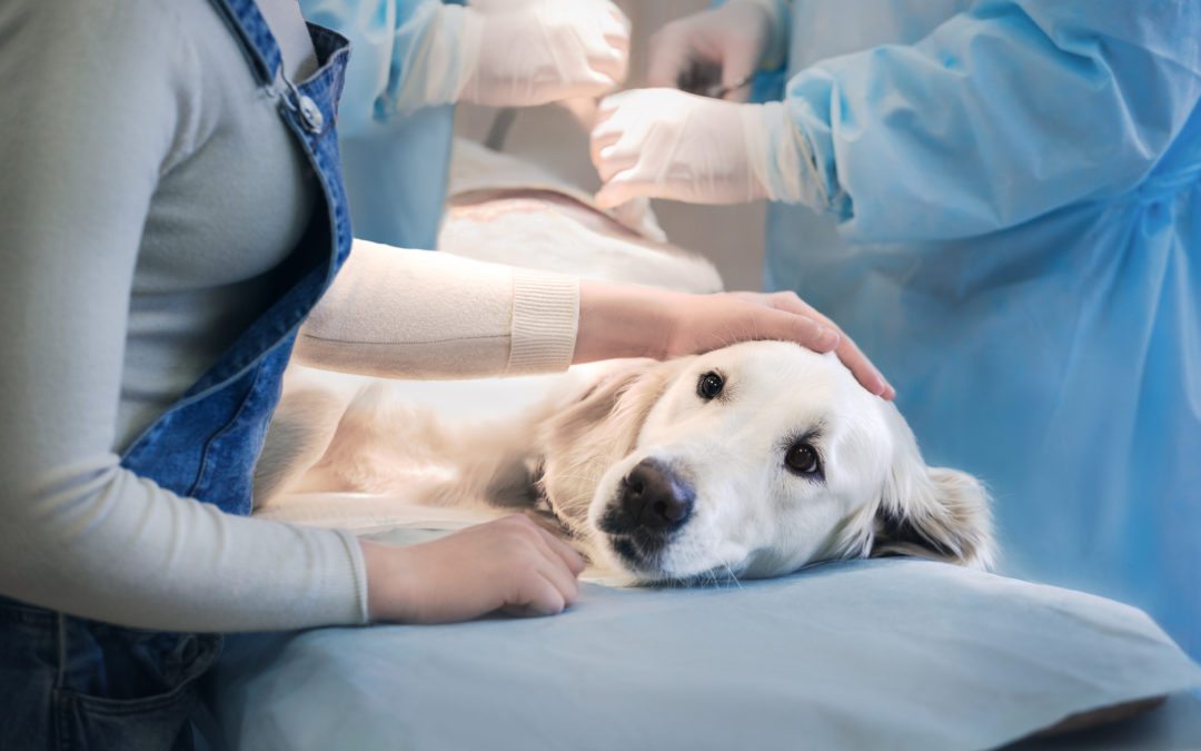 Dog being prepared for a veterinary surgery