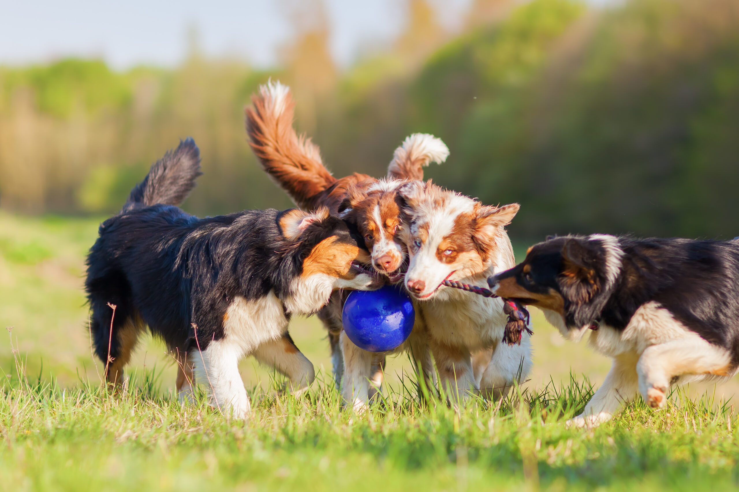 Four australian shepherds playing with a ball