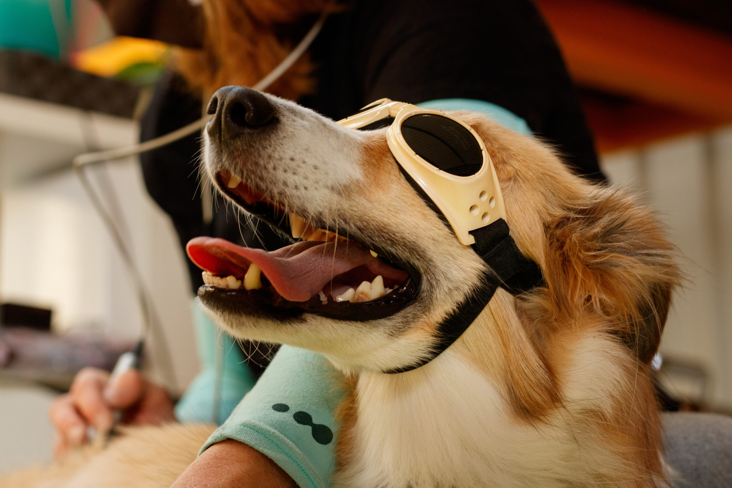 A dog wearing goggles