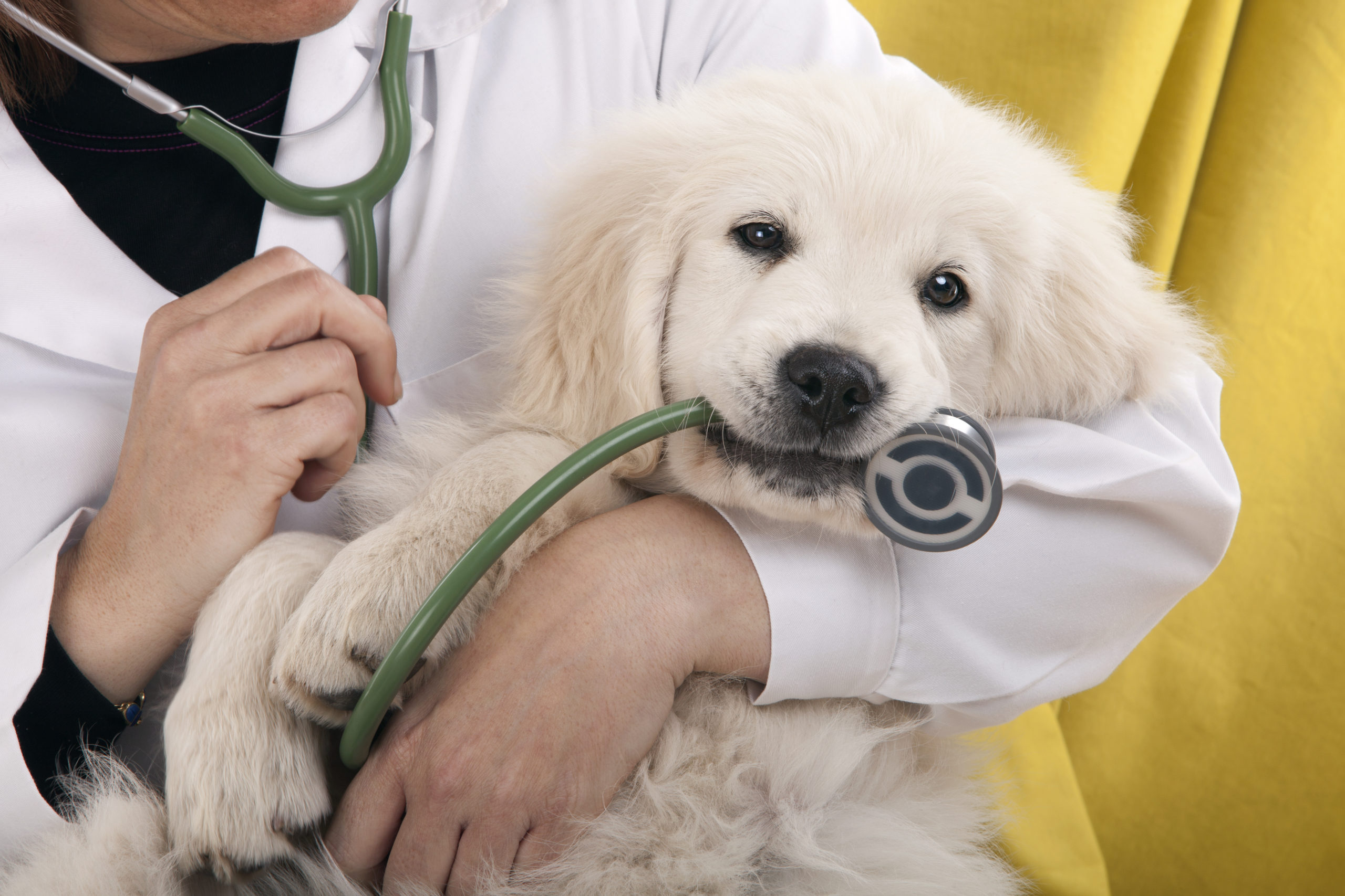 A puppy holding a stethoscope in its mouth