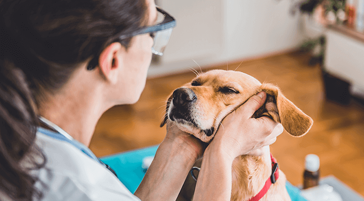 Dog receiving an annual wellness exam