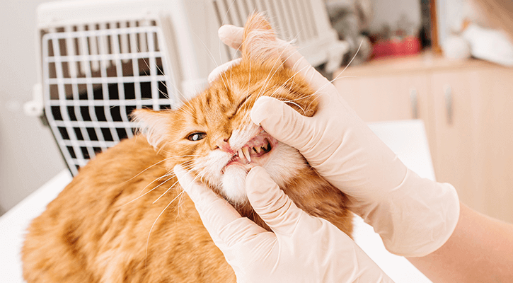 A cat receiving a dental exam