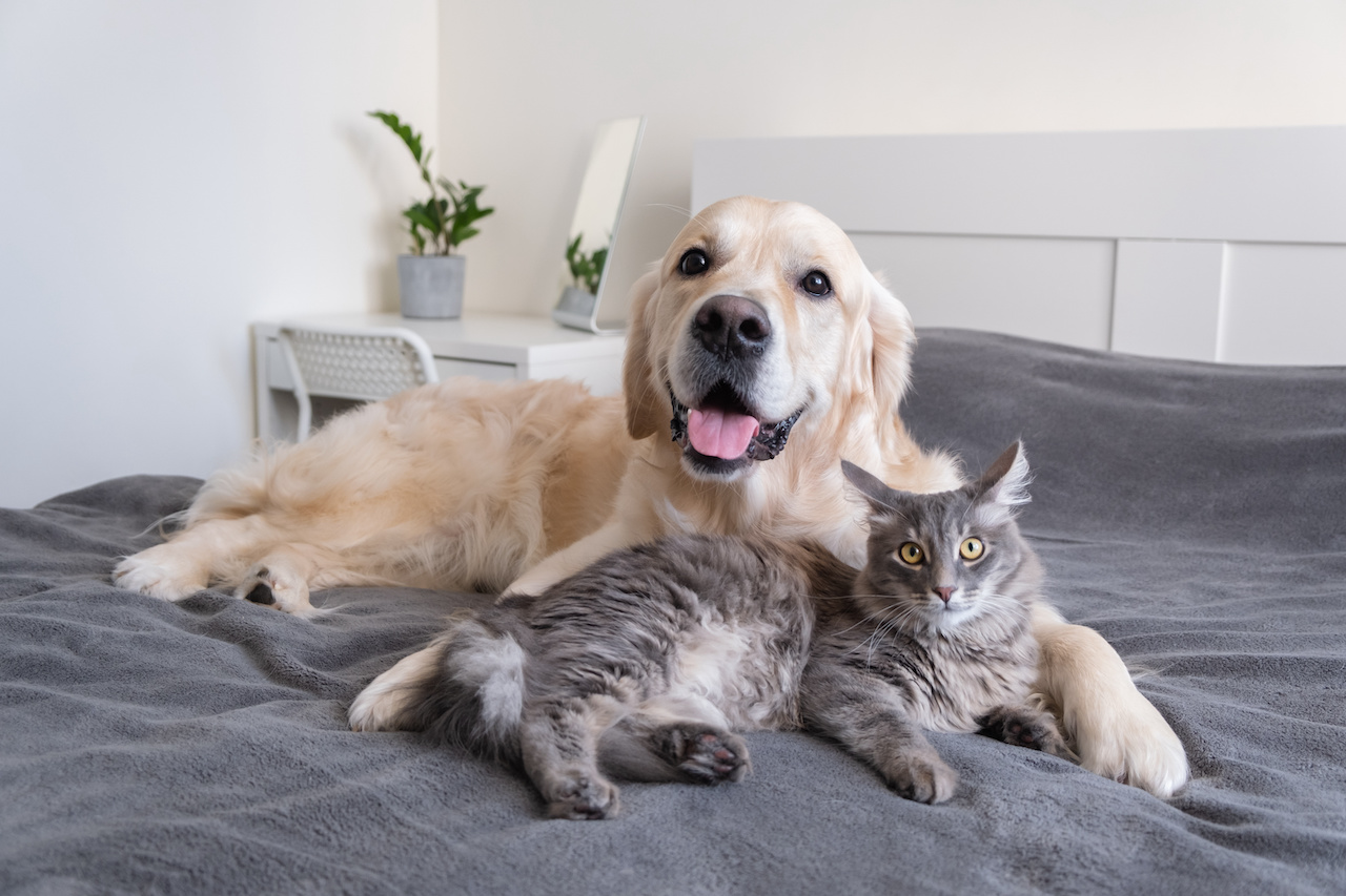 A dog and cat lying together on a comfy blanket