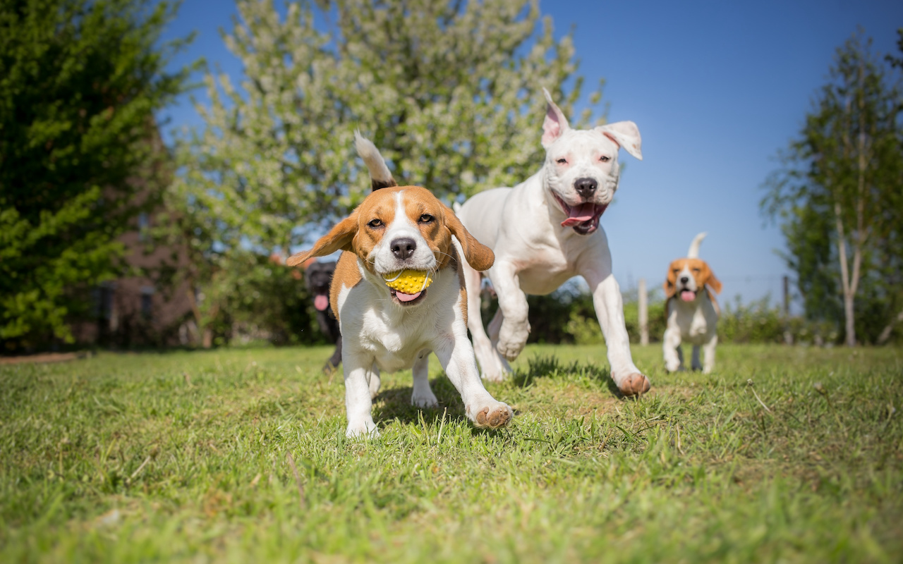 Three dogs playing with toys in a backyard