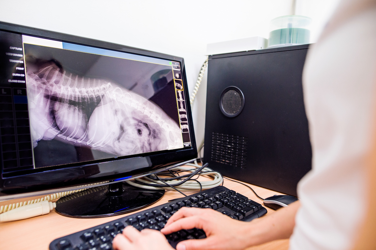 Veterinarian examining an x-ray of a dog