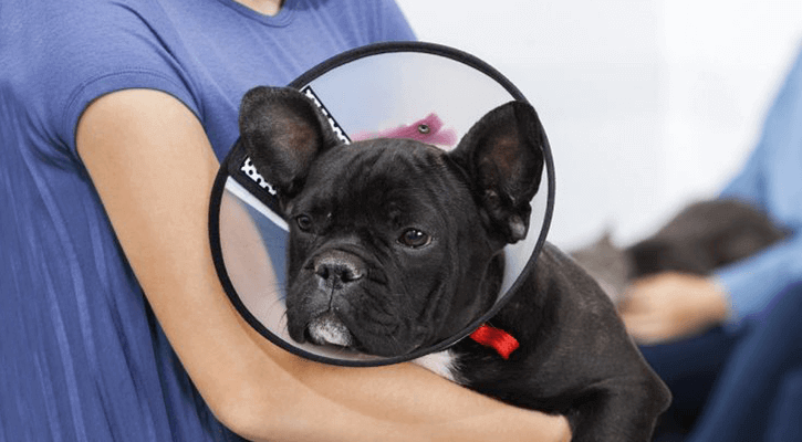 A small dog wearing a veterinary collar