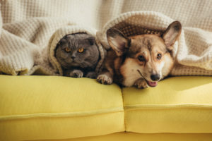 dog and cat on a couch under a blanket together