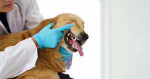 Dog receiving a dental exam