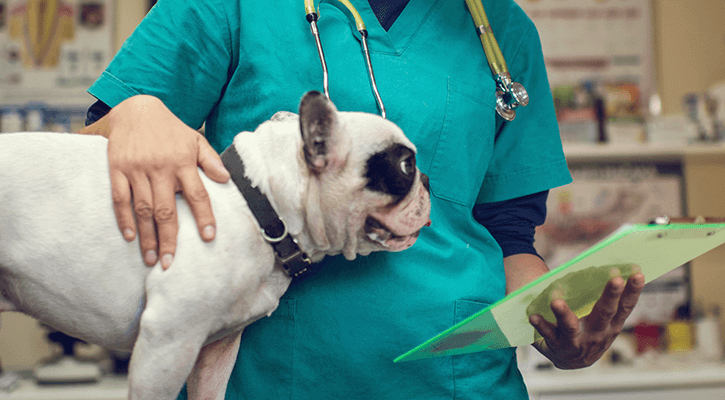 Small dog at a veterinary appointment