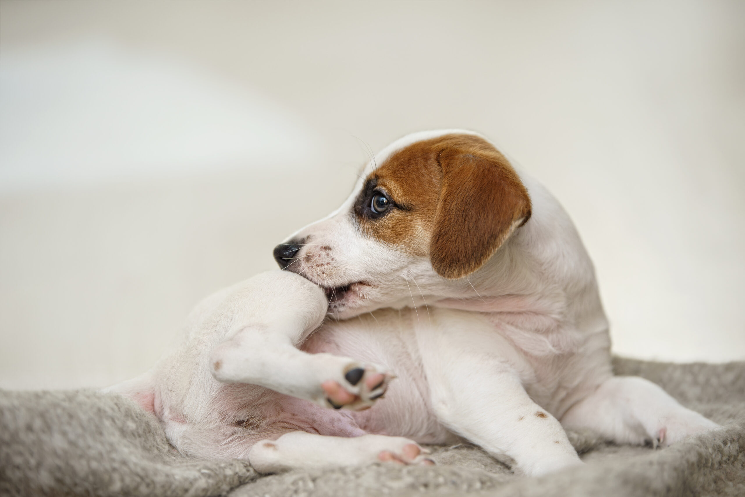 Puppy scratching himself and bite fleas.