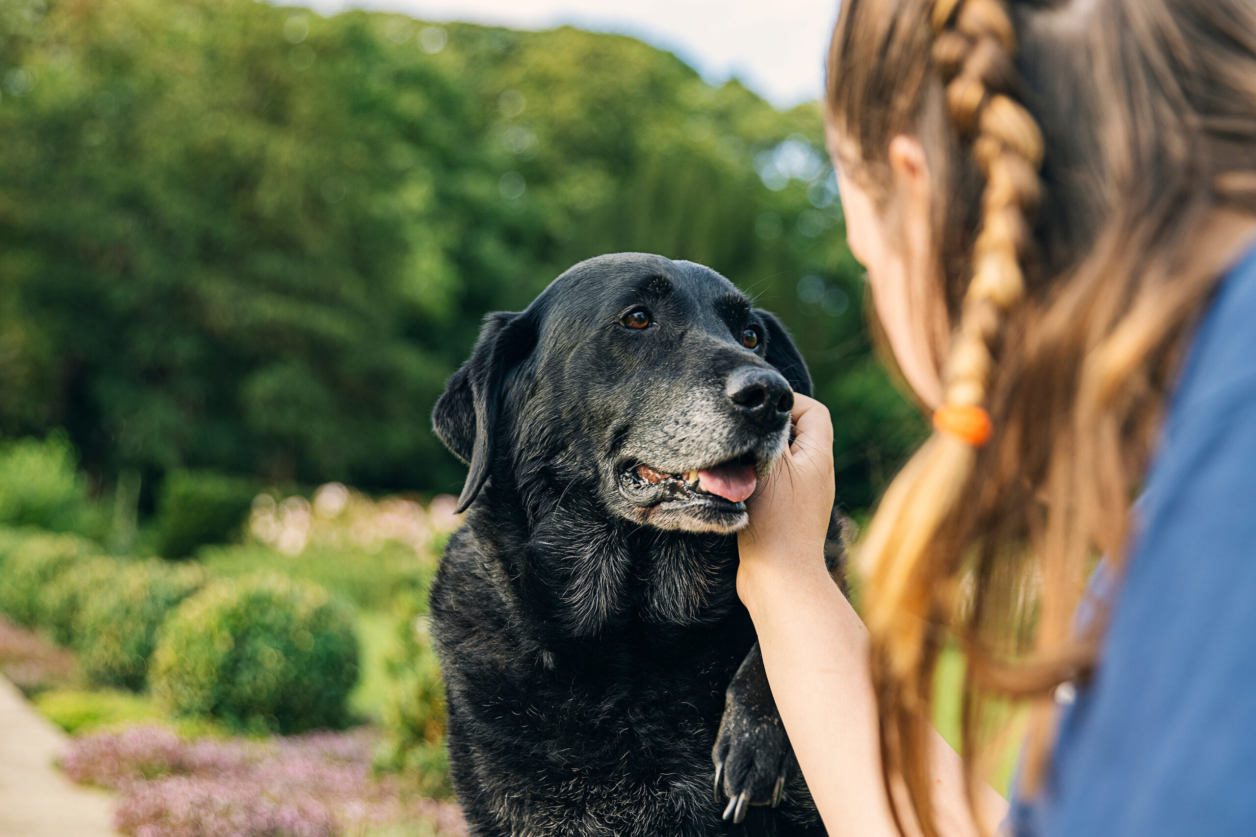 Girl with her older black labrador